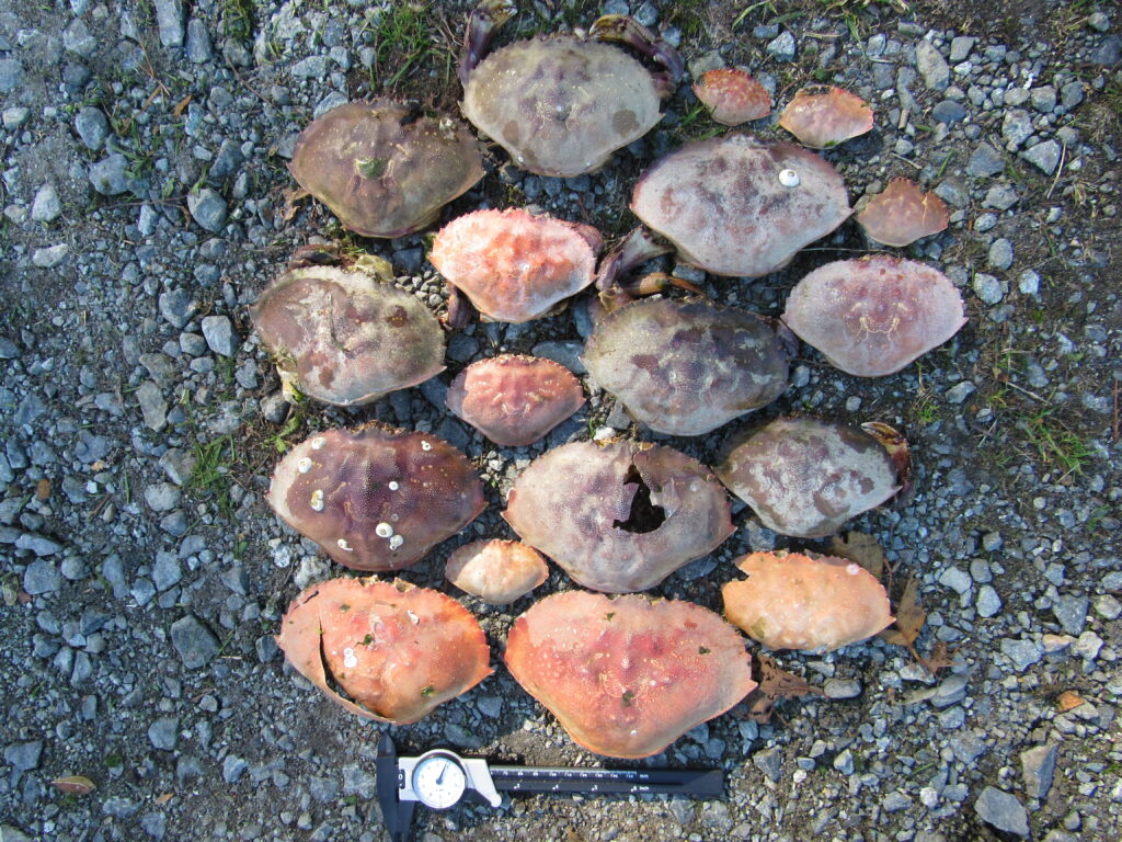 a group of mushrooms (MyCoast AI)
