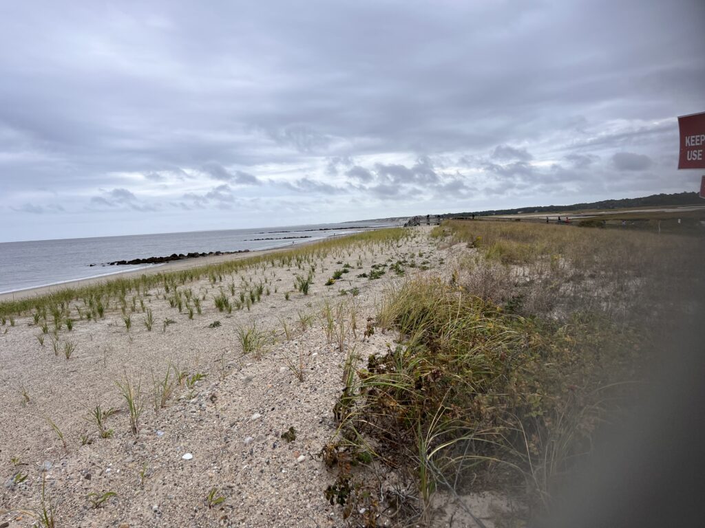 a beach with plants and water (MyCoast AI)