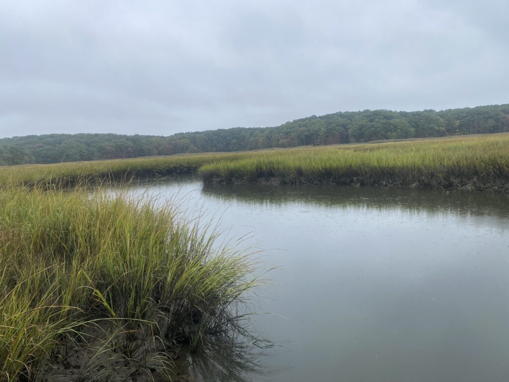 a body of water with grass and trees around it (MyCoast AI)