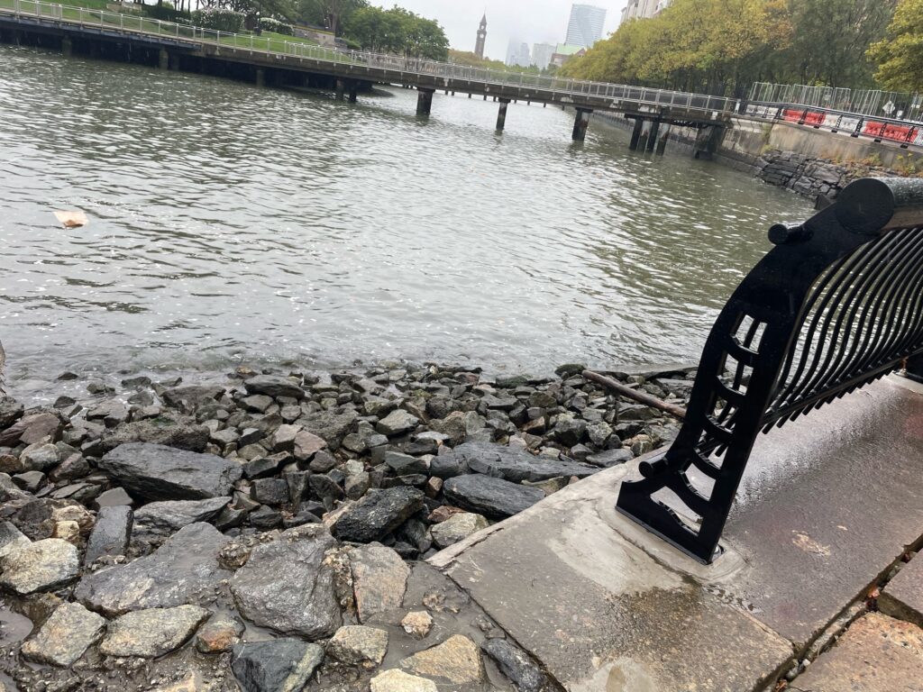 a black bird on a rock by a river (MyCoast AI)