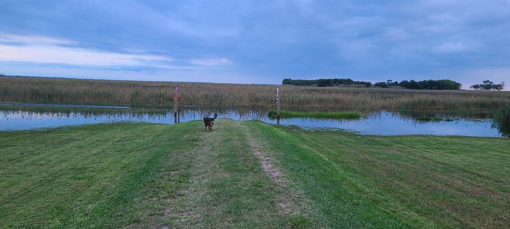 a dog walking on a path next to a pond (MyCoast AI)