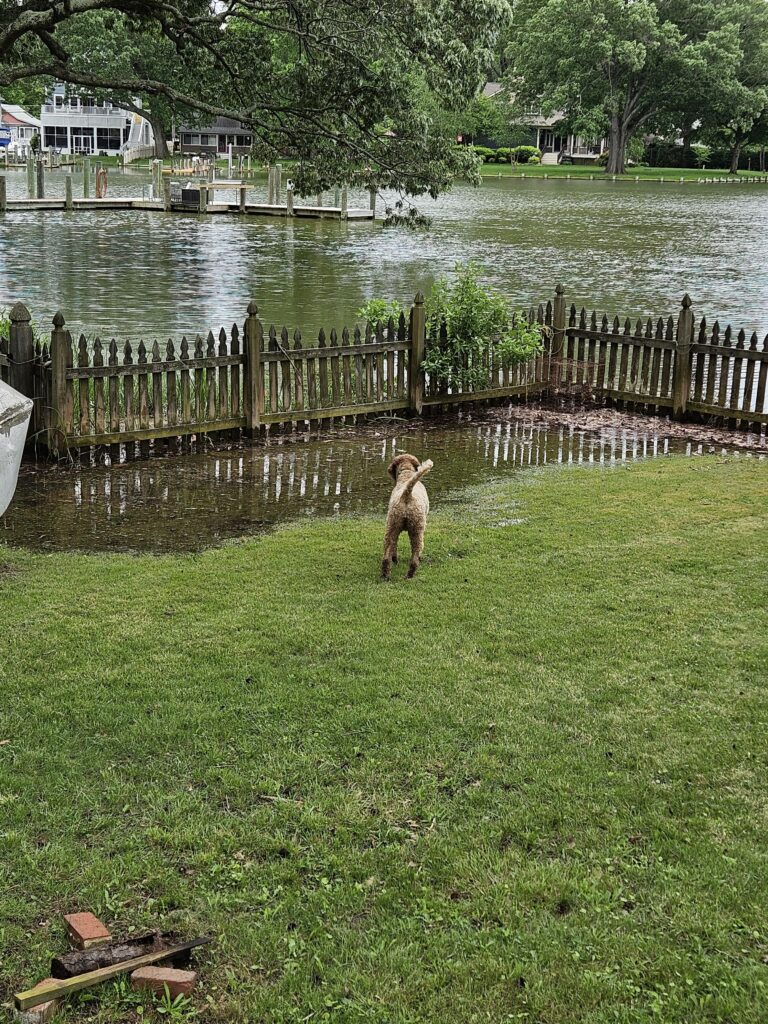 a dog standing on grass by a body of water (MyCoast AI)