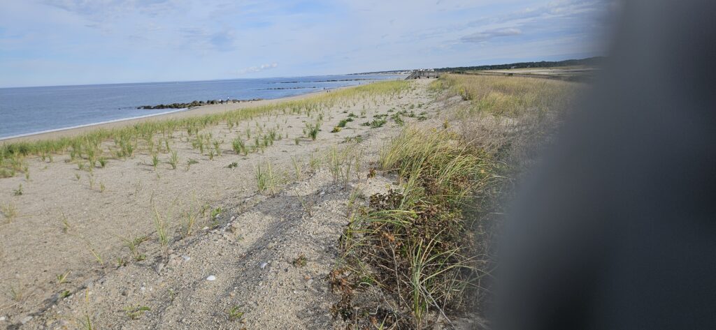 a sandy beach with plants (MyCoast AI)