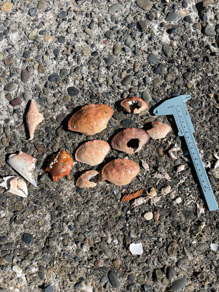 a pile of rocks and a knife (MyCoast AI)