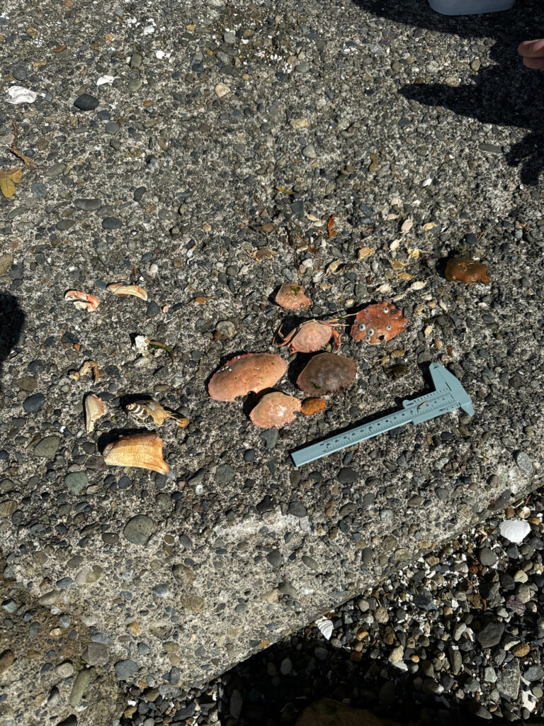 a knife on the ground (MyCoast AI)