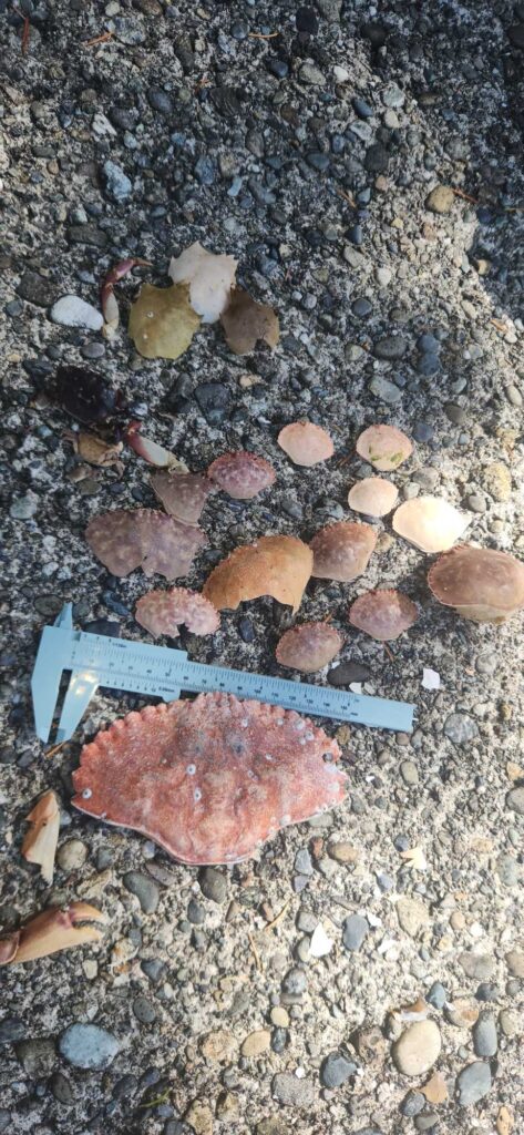 a knife and a knife on a rocky surface (MyCoast AI)