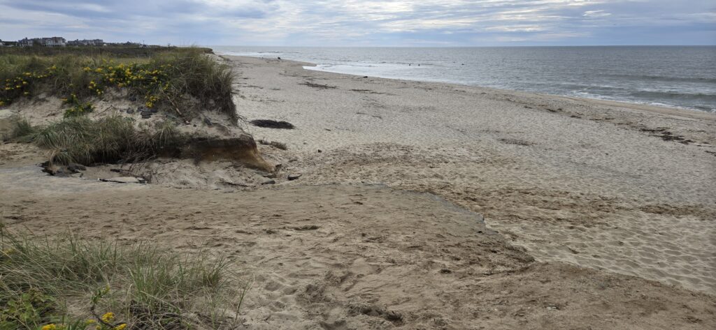 a sandy beach with plants and water (MyCoast AI)