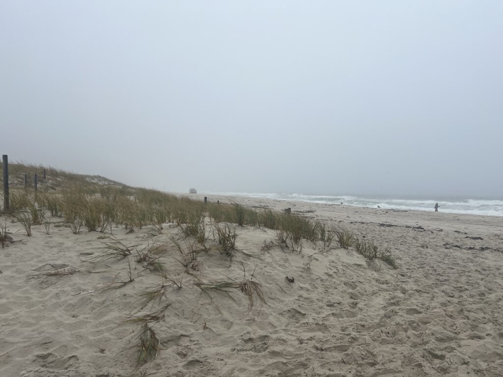 a sandy beach with trees (MyCoast AI)