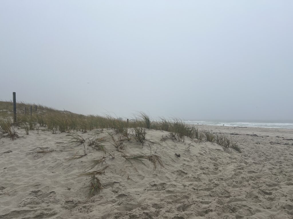 a sandy beach with plants growing on it (MyCoast AI)