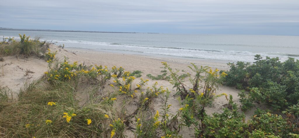 a beach with plants and flowers (MyCoast AI)