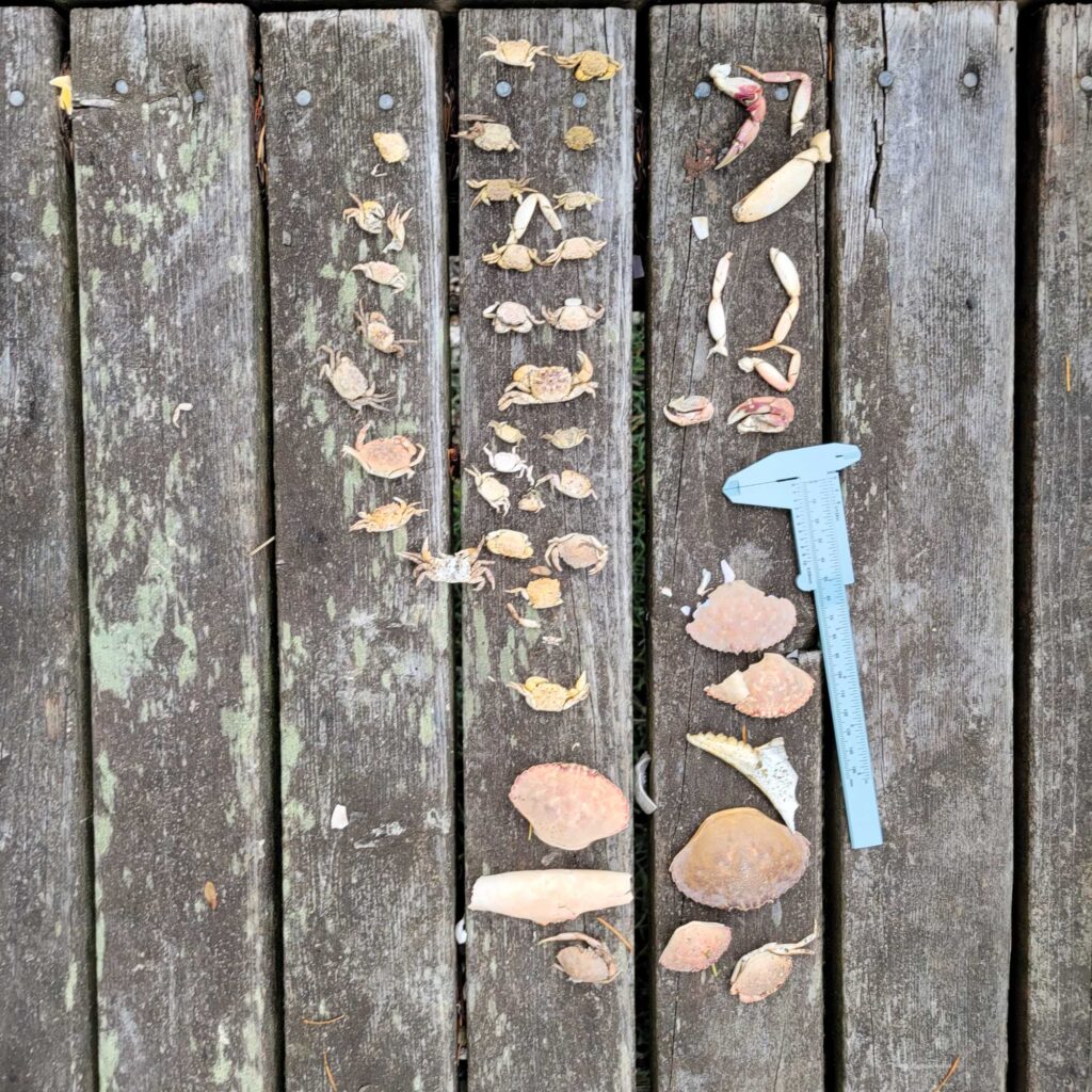 a group of wood boards with a hole in it (MyCoast AI)