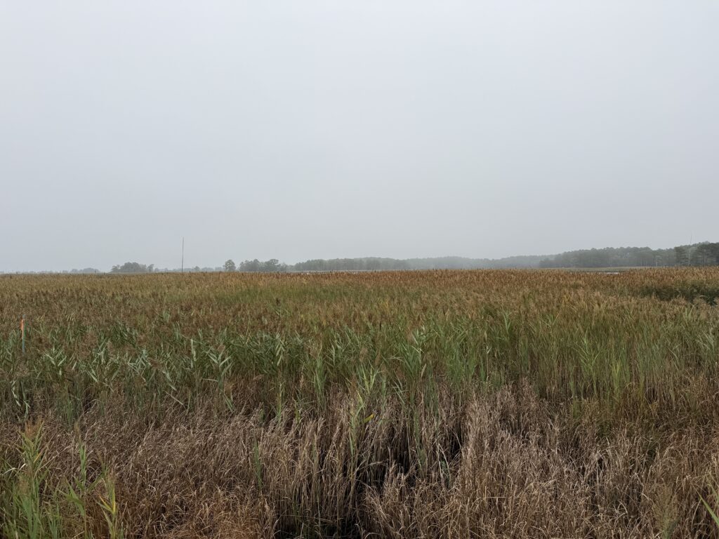 a field of grass (MyCoast AI)