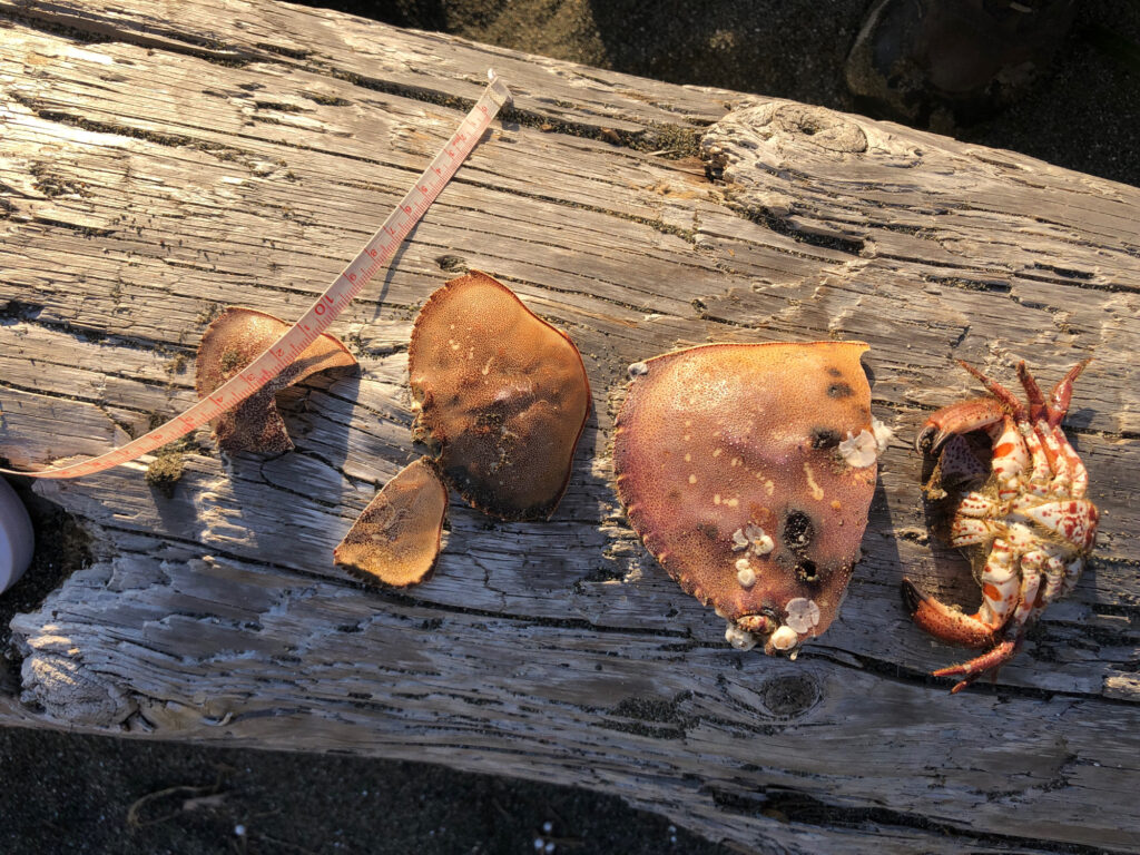 a group of bugs on a wood surface (MyCoast AI)