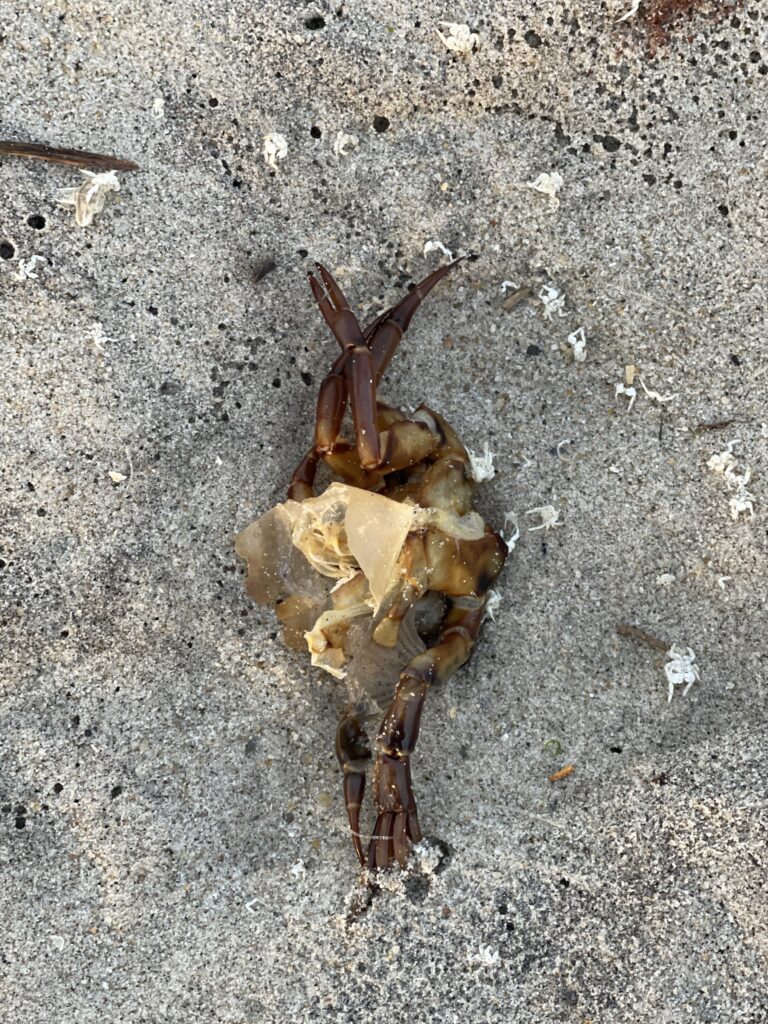 a crab on the sand (MyCoast AI)