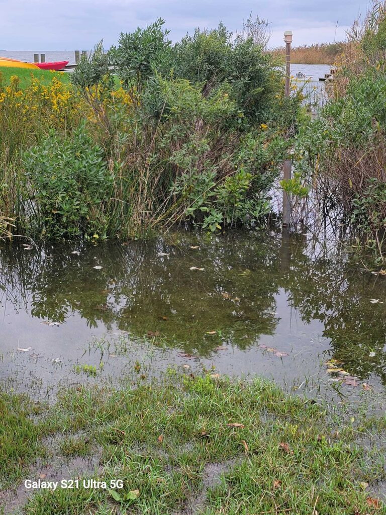 a small pond with plants and a building in the background (MyCoast AI)