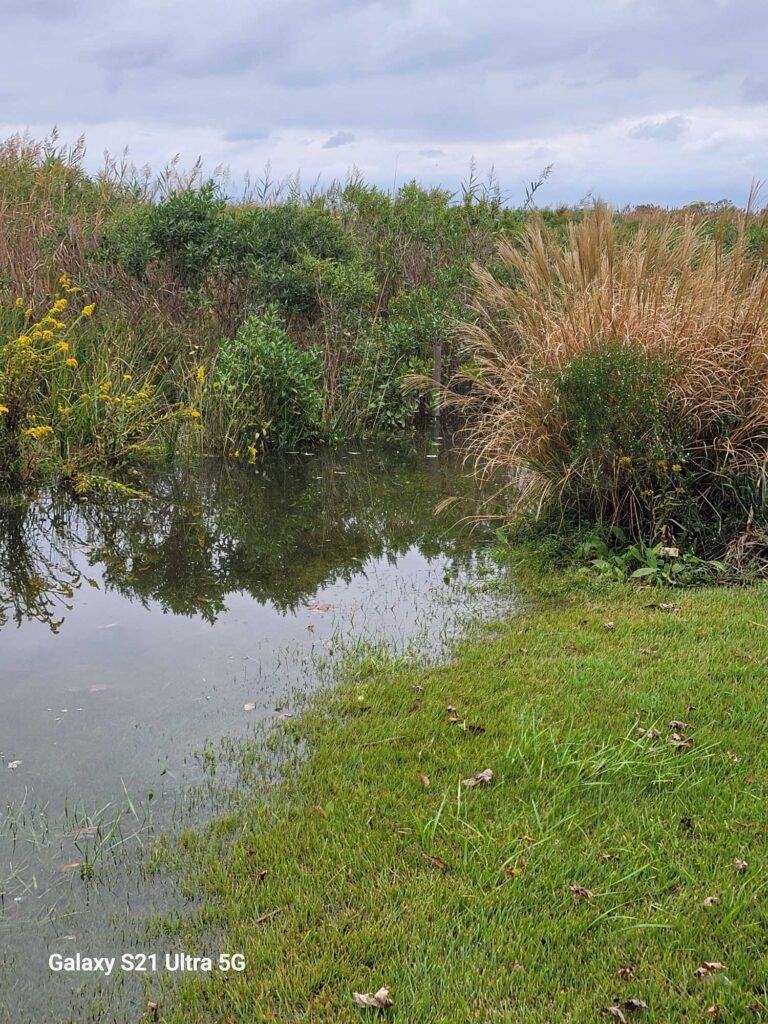 a body of water with grass and bushes around it (MyCoast AI)