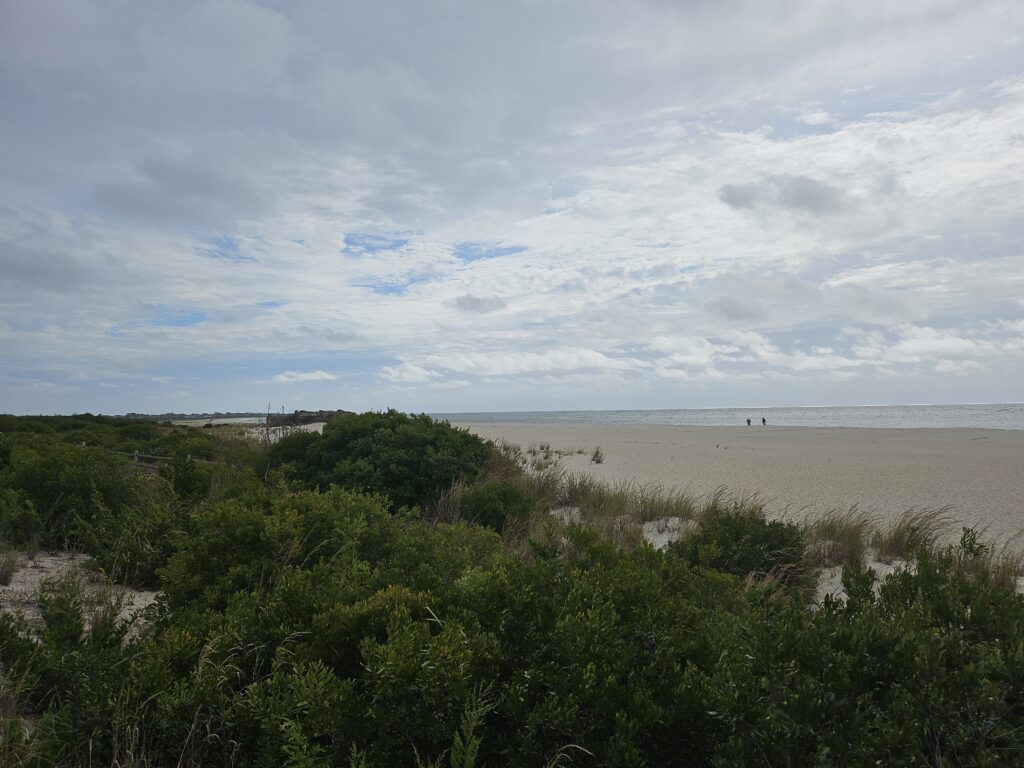 a beach with trees and bushes (MyCoast AI)