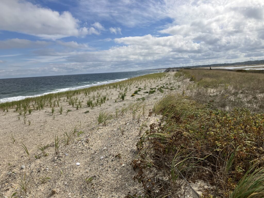 a sandy beach with plants and water (MyCoast AI)