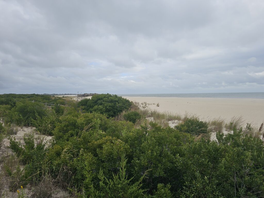 a beach with trees and bushes (MyCoast AI)