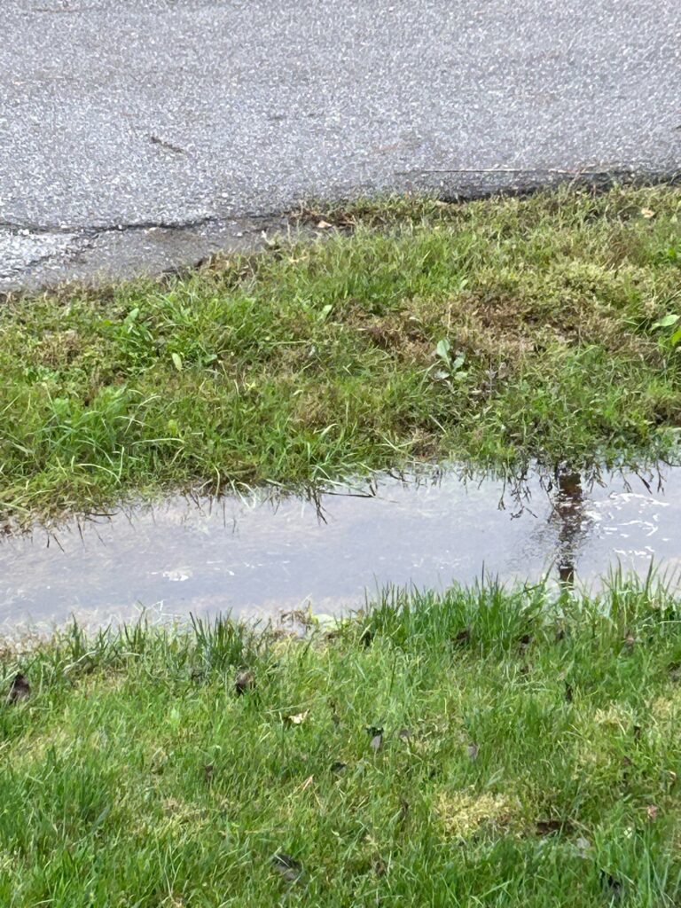 a small pond with grass and weeds (MyCoast AI)