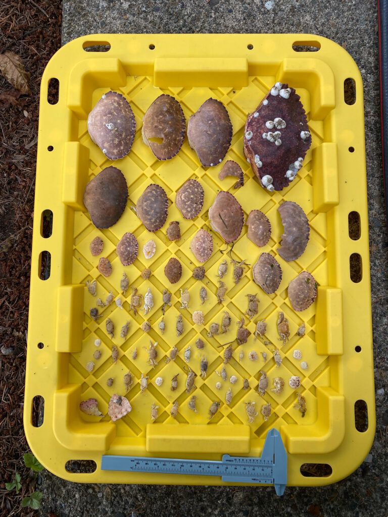 a yellow rectangular box with brown objects in it (MyCoast AI)