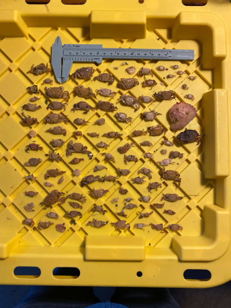 a yellow and black board with many small pieces of wood on it (MyCoast AI)