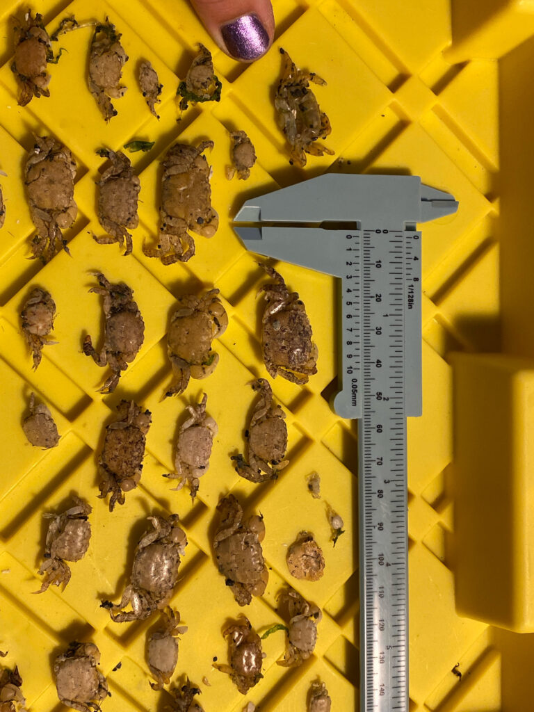 a group of bees on a yellow surface (MyCoast AI)