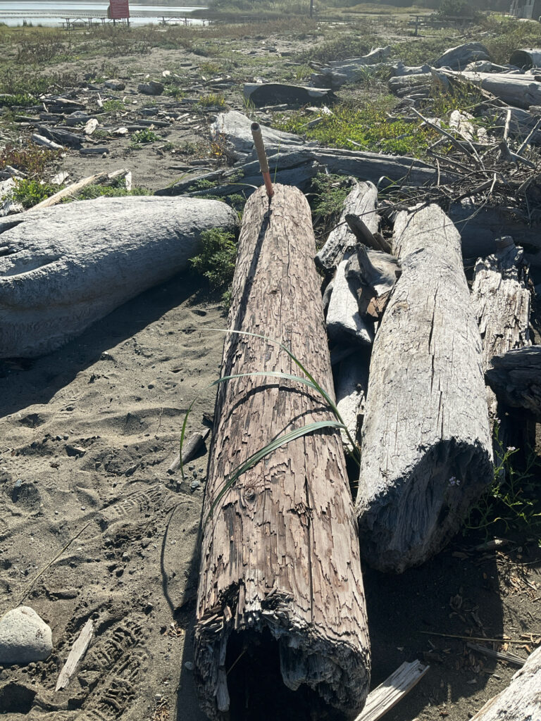 a tree stump with a stick stuck in it (MyCoast AI)