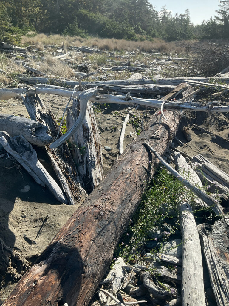 a large pile of logs (MyCoast AI)