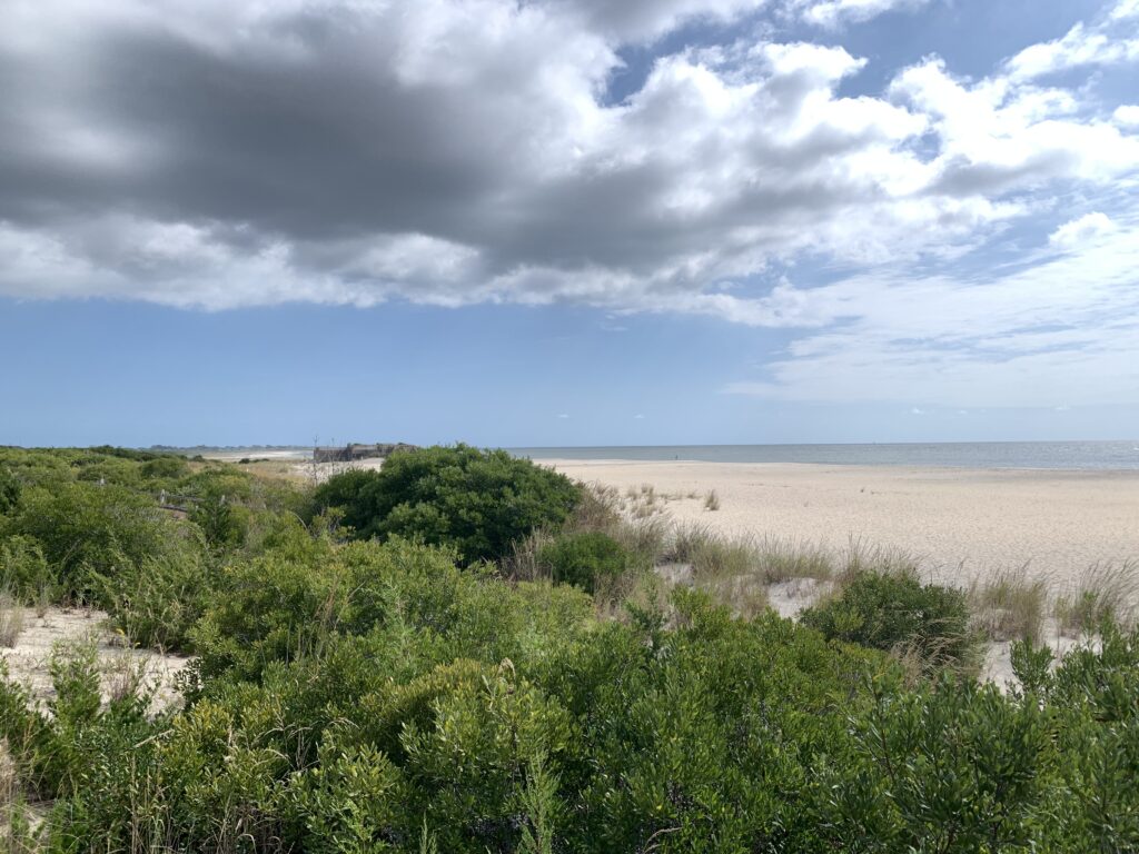 a landscape with bushes and trees (MyCoast AI)