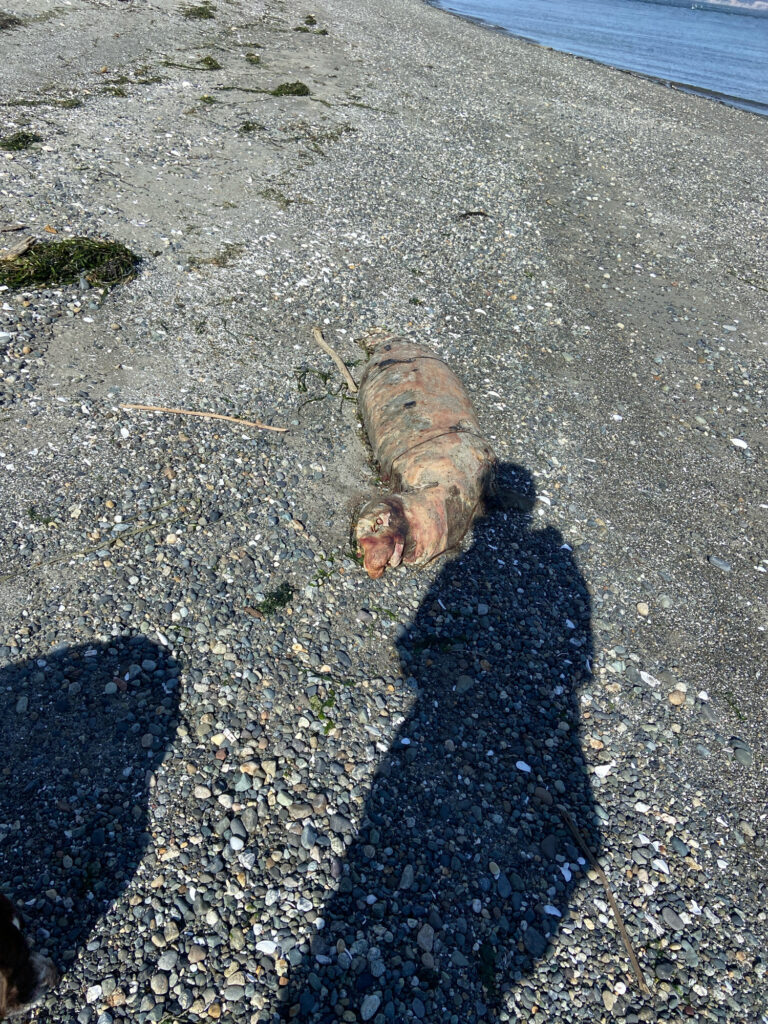 a dog lying on the ground (MyCoast AI)