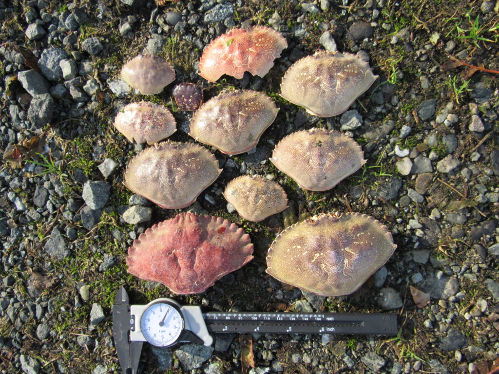 a group of mushrooms (MyCoast AI)