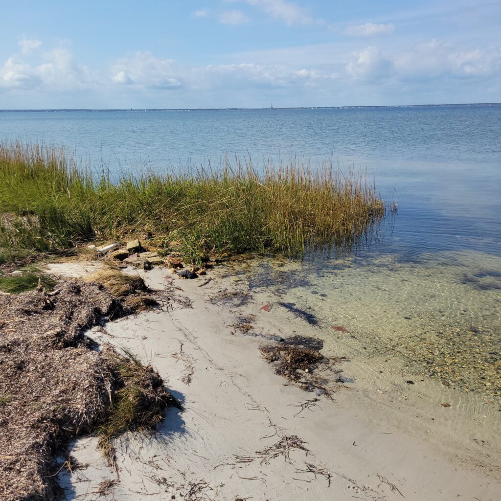 a sandy beach with plants and water (MyCoast AI)