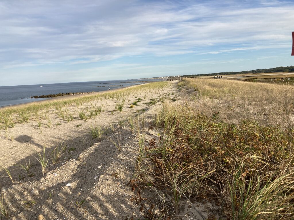 a sandy beach with grass and water (MyCoast AI)