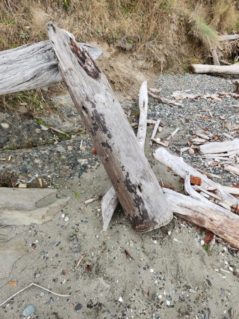 a group of logs on the ground (MyCoast AI)