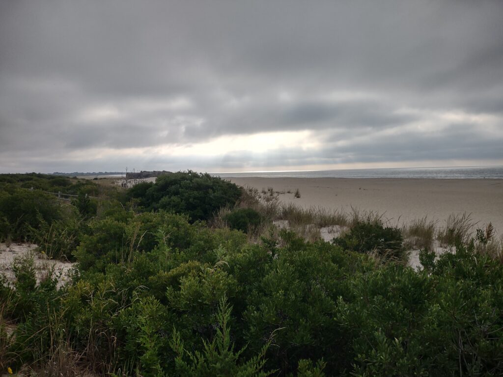 a beach with trees and bushes (MyCoast AI)