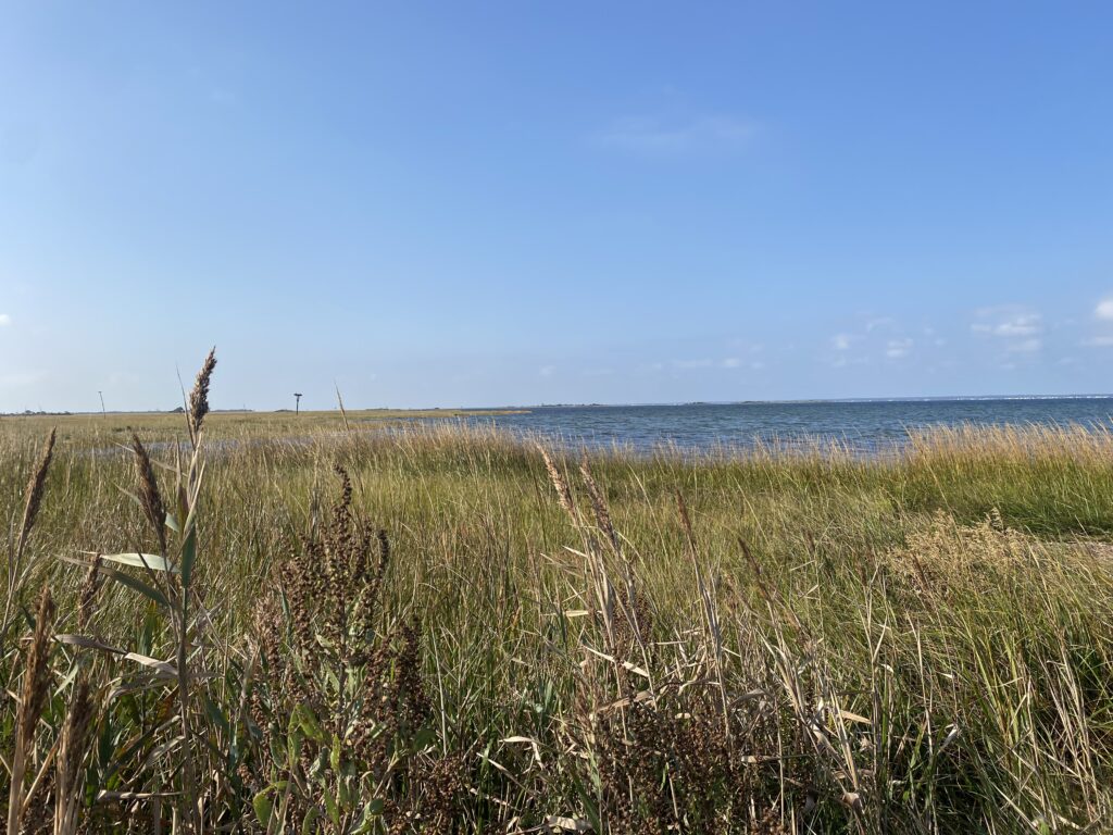 a grassy area with water in the background (MyCoast AI)