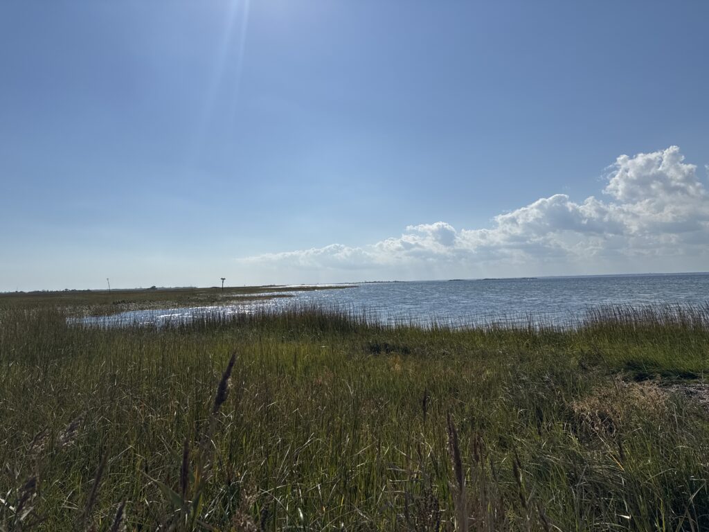 a grassy area next to a body of water (MyCoast AI)