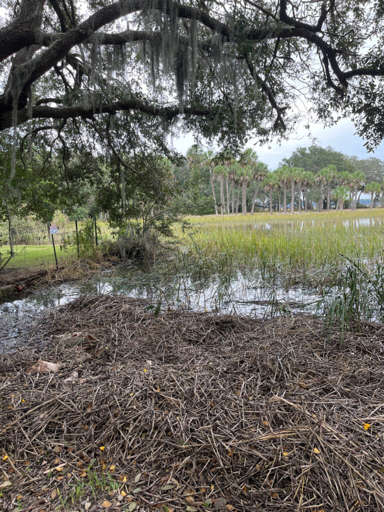 a pond with grass and trees around it (MyCoast AI)