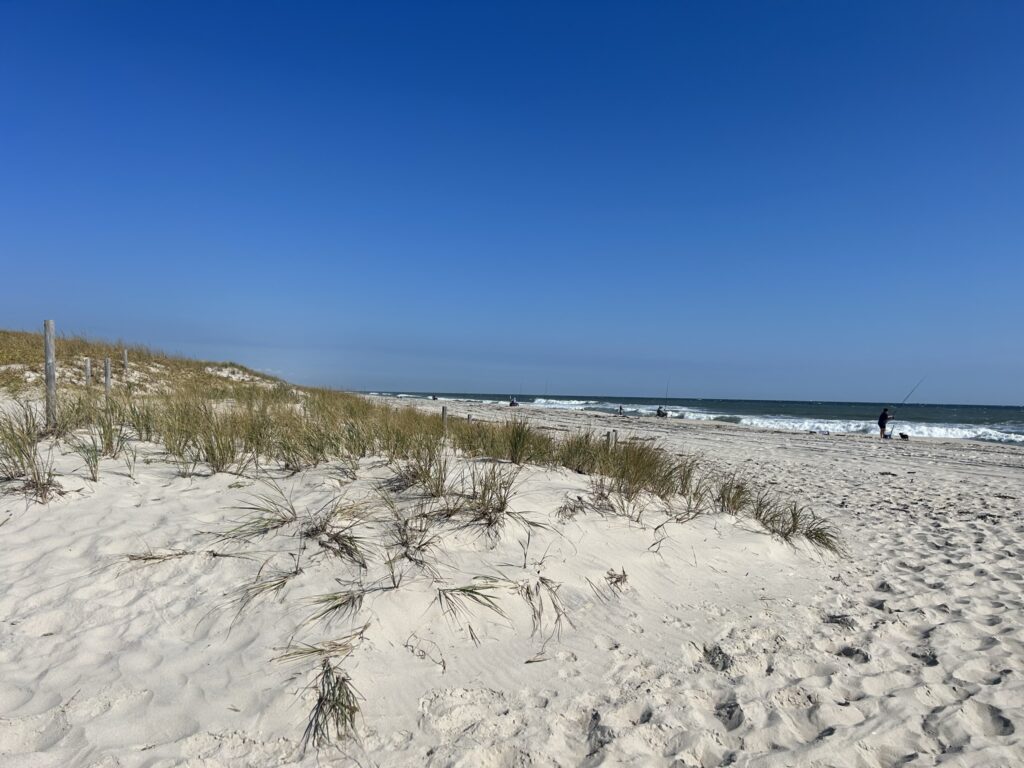 a sandy beach with plants and water (MyCoast AI)