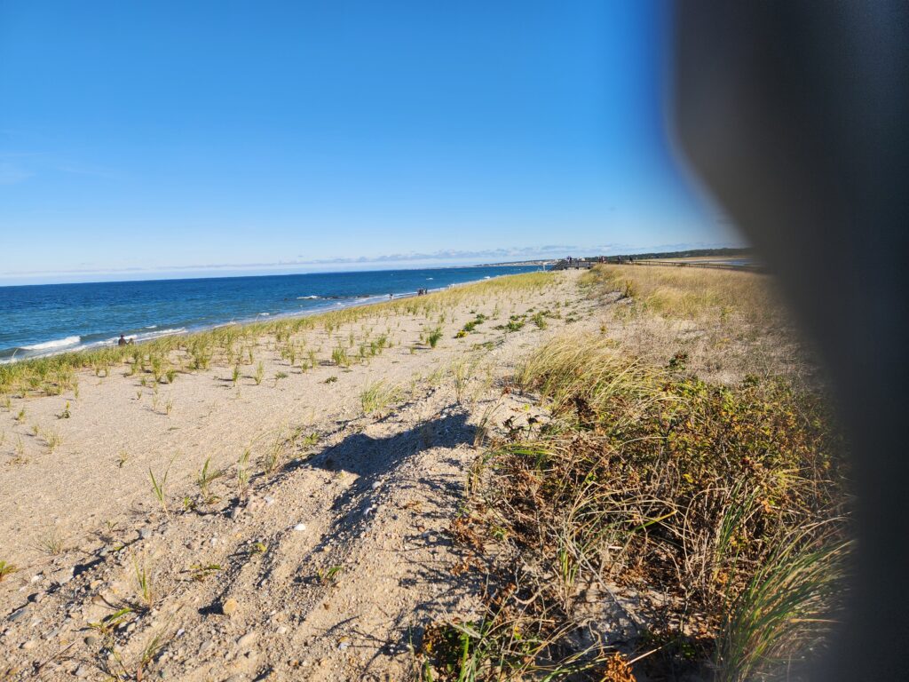 a sandy beach with plants and water (MyCoast AI)