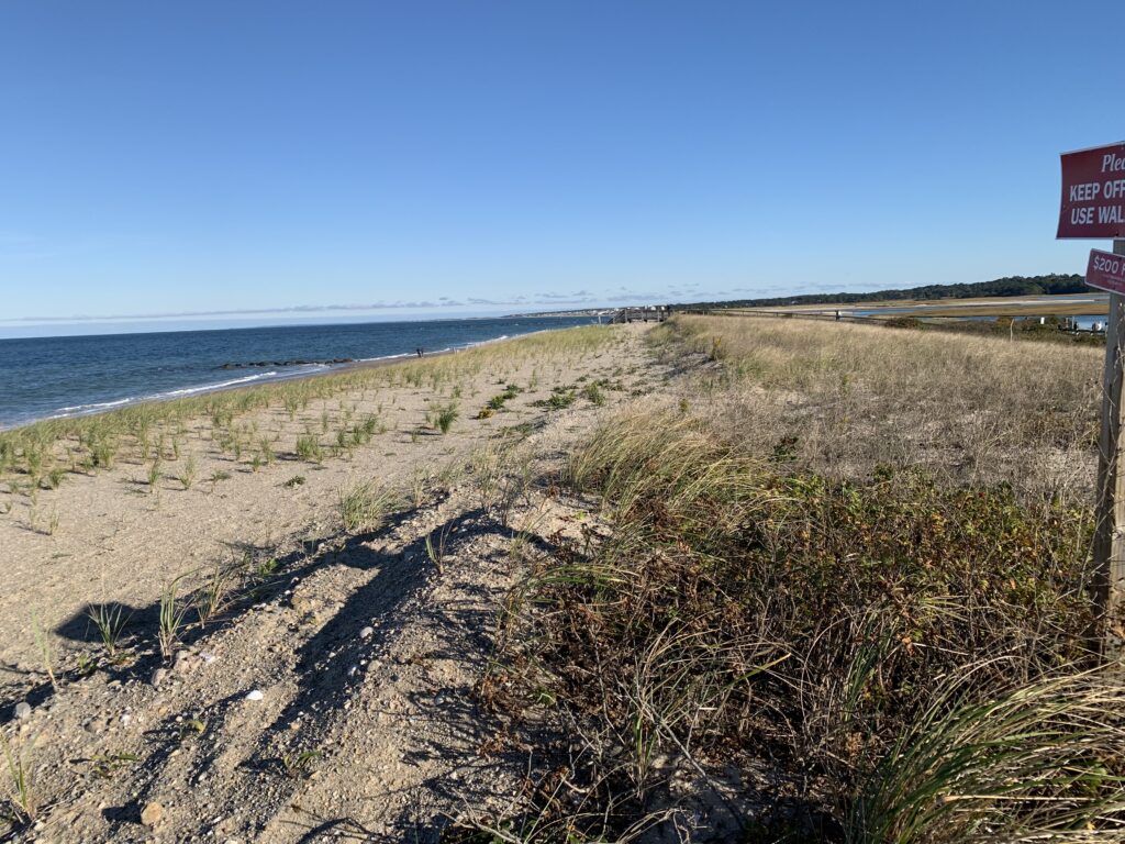 a sandy beach with grass and bushes (MyCoast AI)