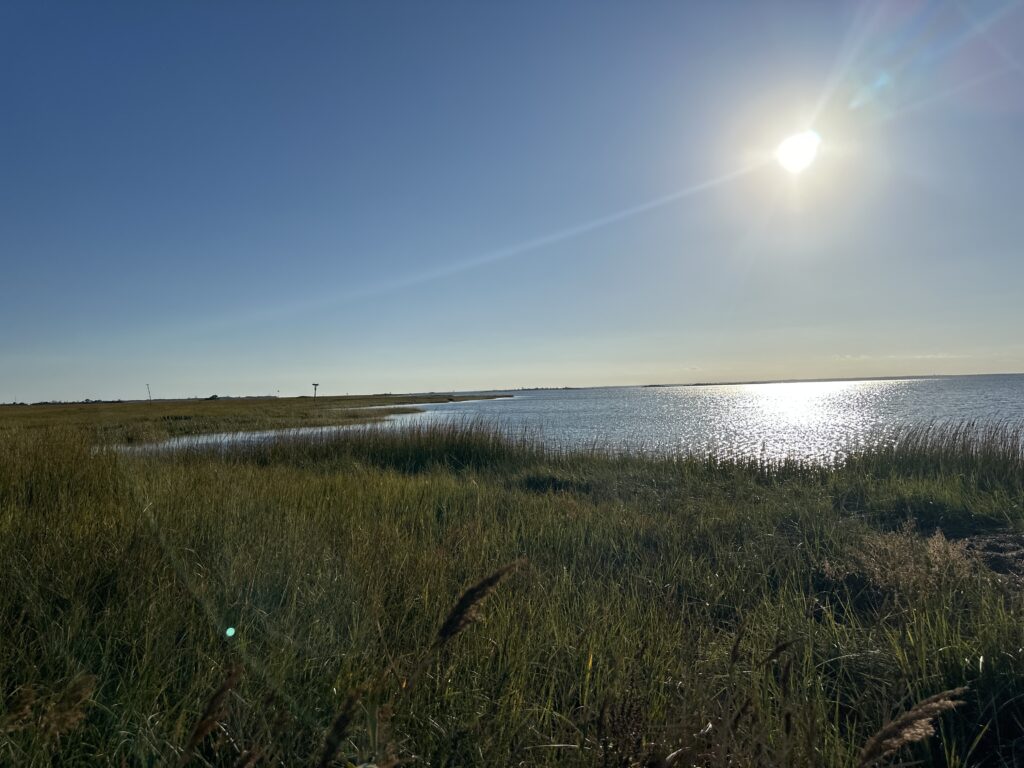 a grassy area next to a body of water (MyCoast AI)