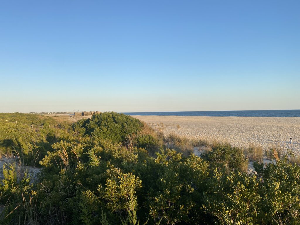 a field of plants with a body of water in the background (MyCoast AI)