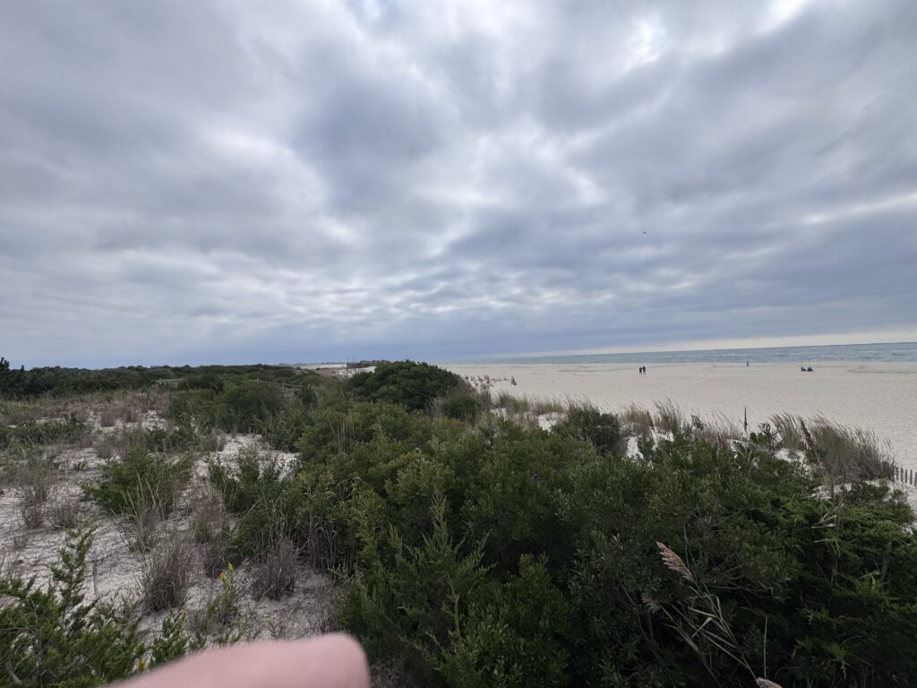 a beach with trees and bushes (MyCoast AI)
