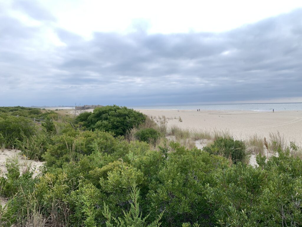 a beach with bushes and trees (MyCoast AI)
