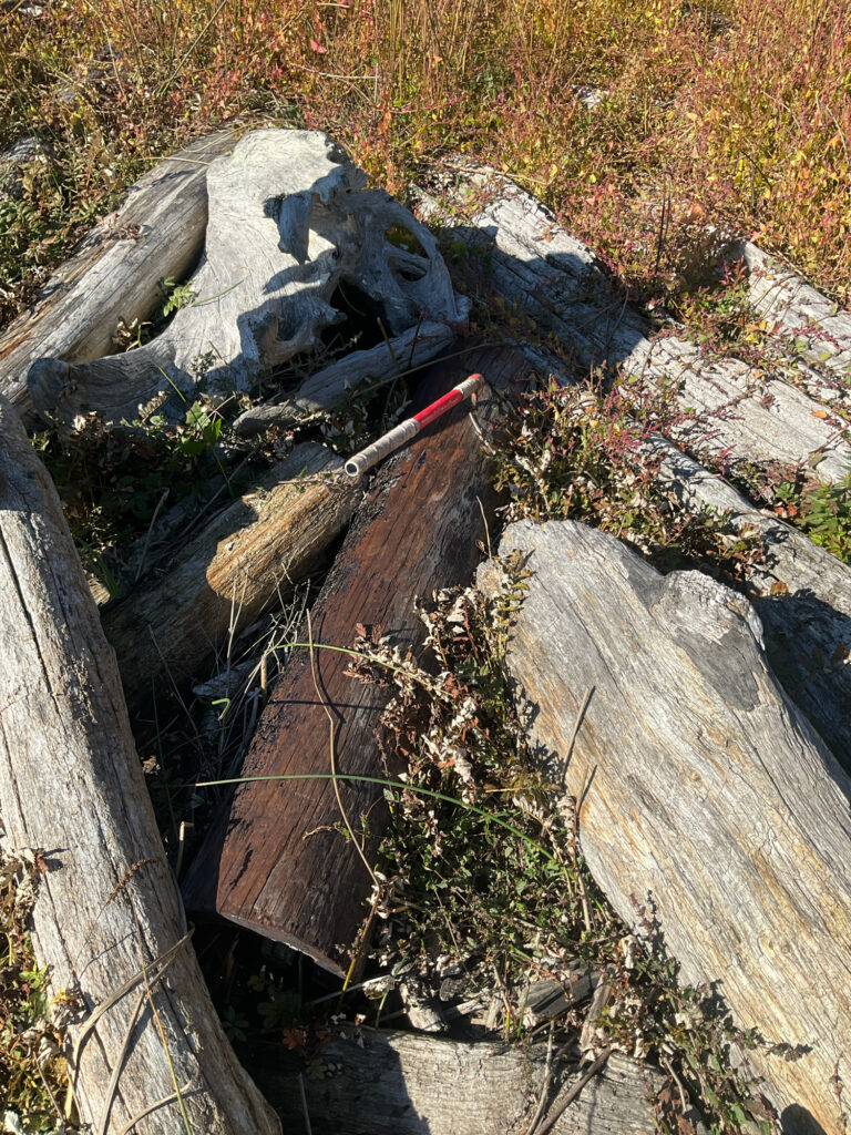 a log in the ground (MyCoast AI)
