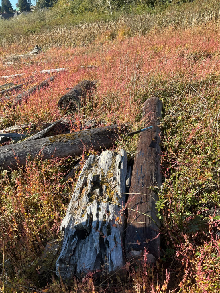 a tree stump in a field (MyCoast AI)