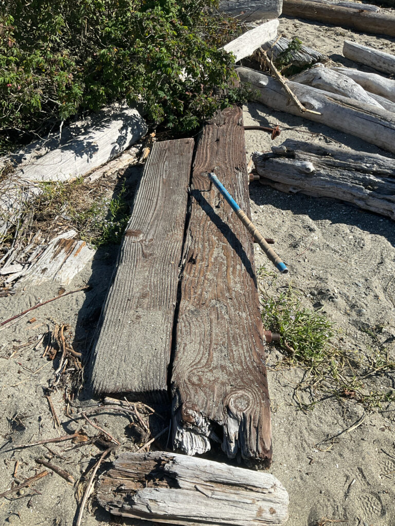 a pile of cut down trees (MyCoast AI)