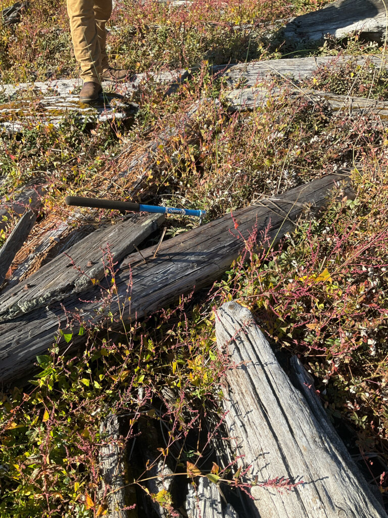 a person standing on a fallen tree (MyCoast AI)